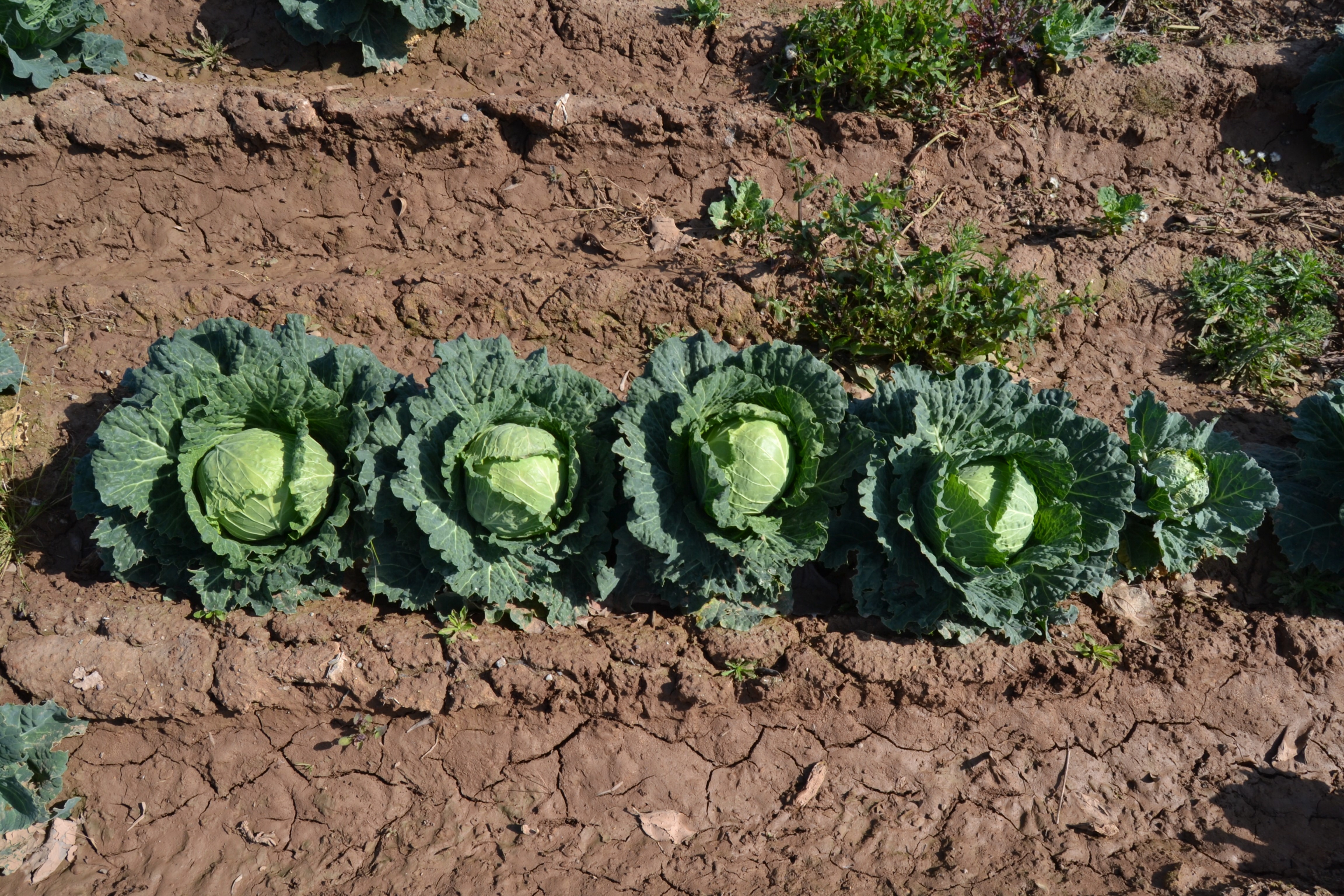 Plant & Tree Counts, Segmentation